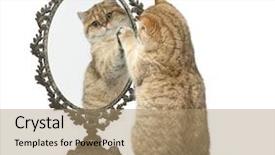  Presentation with mirror reflection - Cool new presentation theme with months old playing with mirror backdrop and a coral colored foreground