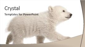  Presentation with polar bear - Beautiful presentation featuring months old walking against white backdrop and a white colored foreground