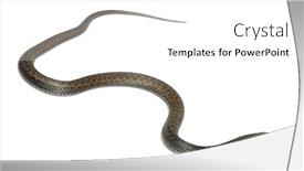  Presentation with reptile python snakeskin leather snake - Audience pleasing slide deck consisting of montpellier-snake-malpolon-monspessulanus-poisonous backdrop and a white colored foreground