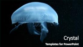  Presentation with fish aquarium - Presentation design featuring moon jelly fish aurelia aurita background and a black colored foreground