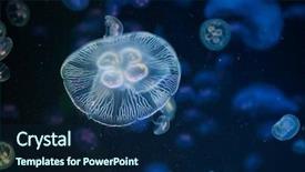  Presentation with sea animals - Audience pleasing presentation consisting of moon jellyfish aurelia aurita sea backdrop and a navy blue colored foreground