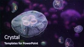  Presentation with sea animals - PPT layouts featuring moon jellyfish aurelia aurita sea background and a wine colored foreground