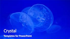  Presentation with jellyfish - PPT theme having moon jellyfish aurelia aurita wild background and a dark gray colored foreground