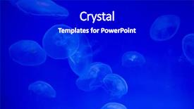  Presentation with jellyfish - Colorful theme enhanced with moon jellyfish aurelia aurita wild backdrop and a black colored foreground
