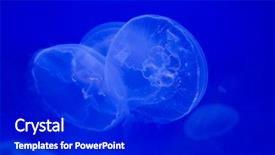  Presentation with jellyfish - Presentation theme having moon jellyfish aurelia aurita wild background and a dark gray colored foreground