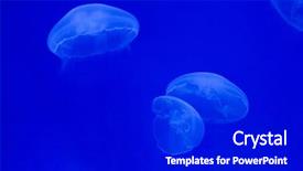  Presentation with jellyfish - Colorful theme enhanced with moon jellyfish aurelia aurita wild backdrop and a black colored foreground