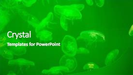  Presentation with jellyfish - Presentation theme having moon jellyfish aurelia aurita background and a black colored foreground