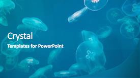  Presentation with jellyfish - Slides featuring moon jellyfish aurelia aurita background and a teal colored foreground
