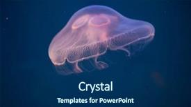  Presentation with jellyfish - Slide deck enhanced with moon jellyfish aurelia aurita background and a navy blue colored foreground