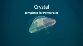  Presentation with jellyfish - Beautiful PPT theme featuring moon jellyfish aurelia aurita backdrop and a ocean colored foreground