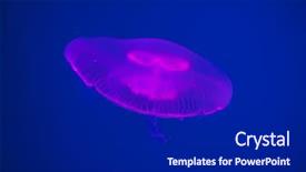  Presentation with jellyfish - PPT theme featuring moon jellyfish aurelia aurita background and a dark gray colored foreground