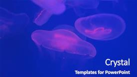  Presentation with jellyfish - Cool new PPT layouts with moon jellyfish aurelia aurita backdrop and a royal blue colored foreground