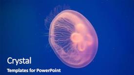  Presentation with jellyfish - Presentation featuring moon jellyfish aurelia aurita background and a navy blue colored foreground