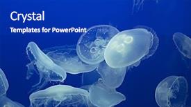  Presentation with jellyfish - Theme having moon jellyfish drifting softly underwater background and a royal blue colored foreground