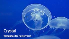  Presentation with jellyfish - Colorful presentation theme enhanced with moon jellyfish drifting softly underwater backdrop and a royal blue colored foreground