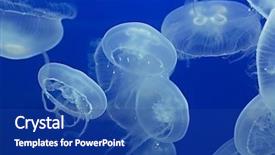  Presentation with jellyfish - Amazing theme having moon jellyfish drifting softly underwater backdrop and a ocean colored foreground