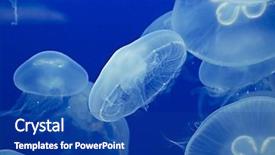 Presentation with jellyfish - Audience pleasing slide set consisting of moon jellyfish drifting softly underwater backdrop and a ocean colored foreground