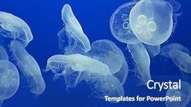  Presentation with jellyfish - Colorful presentation theme enhanced with moon jellyfish drifting softly underwater backdrop and a ocean colored foreground