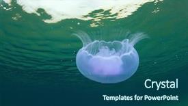  Presentation with jellyfish - Colorful PPT layouts enhanced with simple tem - director fear sign hanging near backdrop and a light gray colored foreground.