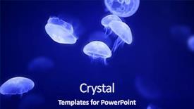  Presentation with blue water - Presentation enhanced with moon jellyfish over blue water background and a navy blue colored foreground