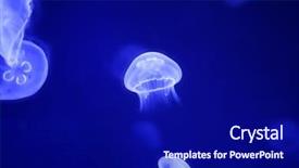  Presentation with blue water - Beautiful slides featuring moon jellyfish over blue water backdrop and a navy blue colored foreground