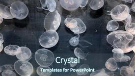  Presentation with jellyfish - Slides having moon jellyfish swimming background and a ocean colored foreground