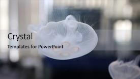 Presentation with tank - PPT layouts featuring moon jellyfish swimming background and a light gray colored foreground