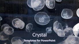  Presentation with tank - Cool new slides with moon jellyfish swimming backdrop and a tawny brown colored foreground