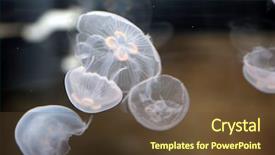  Presentation with tank - Theme enhanced with moon jellyfish swimming background and a tawny brown colored foreground