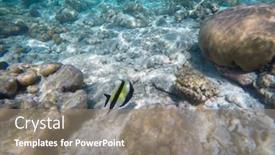  Presentation with maldive - Slides enhanced with moorish-idol-fish background and a gray colored foreground