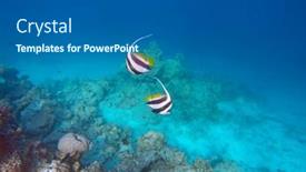  Presentation with maldive - Beautiful slides featuring moorish-idol-fish backdrop and a gray colored foreground