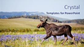  Presentation with wyoming - Presentation theme consisting of moose cow in the wild crossing a meadow in the bighorn mountains wyoming late sun background and a sky blue colored foreground