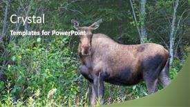  Presentation with wildlife - Cool new PPT layouts with moose in autumn forest wildlife backdrop and a dark gray colored foreground