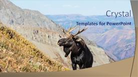  Presentation with wildlife - Slide set featuring moose-in-autumn-forest-wildlife background and a sky blue colored foreground