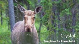  Presentation with wildlife - Audience pleasing PPT theme consisting of moose-in-autumn-forest-wildlife backdrop and a ocean colored foreground
