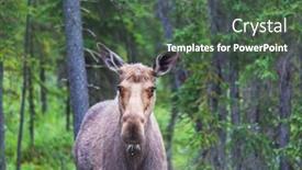  Presentation with wildlife - Presentation design consisting of moose-in-autumn-forest-wildlife background and a ocean colored foreground