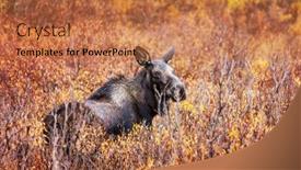  Presentation with wildlife - PPT layouts enhanced with moose-in-autumn-forest-wildlife background and a coral colored foreground