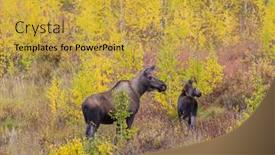  Presentation with wildlife - Theme consisting of moose-in-the-lake-wildlife background and a yellow colored foreground