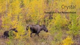  Presentation with wildlife - PPT theme featuring moose-in-the-lake-wildlife and a  colored foreground