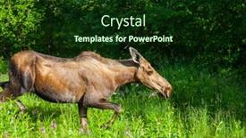  Presentation with alaska airplane - Audience pleasing slides consisting of moose-on-alaska backdrop and a forest green colored foreground