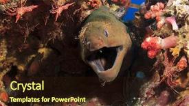  Presentation with vacuum cleaner robot - Beautiful slide set featuring moray eel and cleaner shrimps backdrop and a  colored foreground