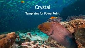  Presentation with coral reef - Amazing slide set having popeye - moray eel hidden under coral backdrop and a  colored foreground