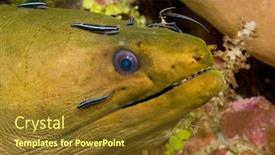  Presentation with shrimp fish - PPT theme enhanced with moray-eel-is-getting-cleaned background and a tawny brown colored foreground