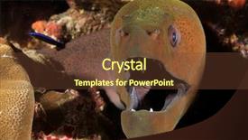  Presentation with reef tank marine aquarium blue - Slide set having moray eel on coral reef background and a  colored foreground