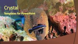  Presentation with coral reef - Audience pleasing presentation design consisting of  backdrop and a  colored foreground