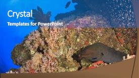  Presentation with coral reef - Cool new presentation theme with moray eel on coral reef backdrop and a teal colored foreground