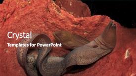  Presentation with inside an oak barrel - Presentation with moray eels in barrel sponge background and a tawny brown colored foreground