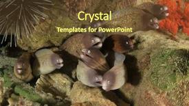  Presentation with prosthetic eye - Presentation featuring  background and a  colored foreground