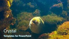  Presentation with deep - Audience pleasing slide set consisting of moray-on-the-deep backdrop and a tawny brown colored foreground