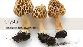  Presentation with mushrooms - Colorful presentation enhanced with morel morille edible mushrooms backdrop and a coral colored foreground